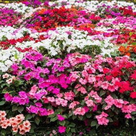 Impatiens Mixed 20 Pack
