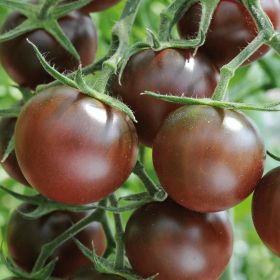 Really Tasty Tomato - Chocolate Cherry 11cm