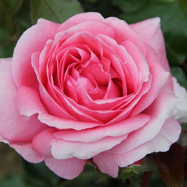 Rosa 'Special Anniversary' - Bush Rose 4.5 Litre