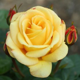 Rosa 'Arthur Bell' - Climbing Rose 4 Litre
