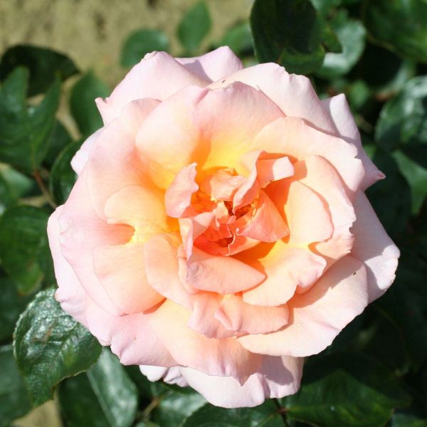 Rosa 'Compassion' - Climbing Rose 4 Litre