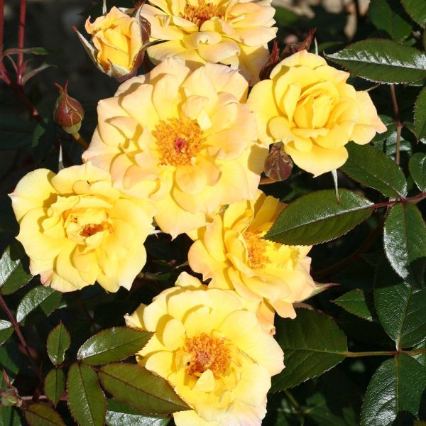 Rosa 'Laura Ford' - Climbing Rose 3 Litre