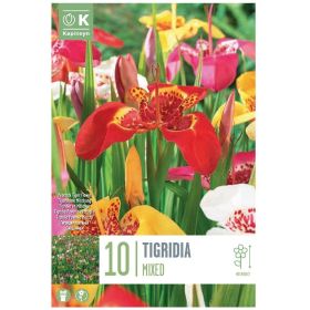 Tigridia Pavonia Mixed - 10 Bulbs