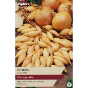 Onion Sturon Set - Pack of 50
