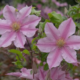Clematis Sally 3 litre