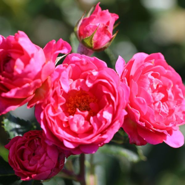 Rosa 'Starlight Express' -  Climbing Rose 4 Litre
