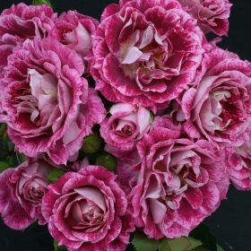 Rosa 'Lets Celebrate' - Bush Rose 4.5 Litre