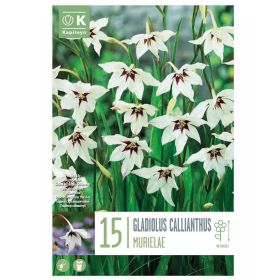Gladiolus Callianthus - 15 Bulbs