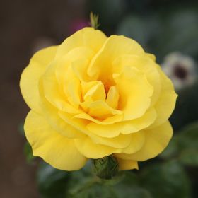 Rosa 'Golden Wedding' - Bush Rose  4.5 Litre