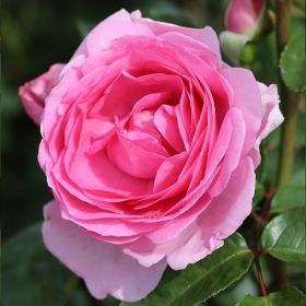Rosa 'Mum In A Million' - Bush Rose 4 Litre
