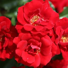Rosa 'Ruby Anniversary' - Bush Rose 4.5 Litre