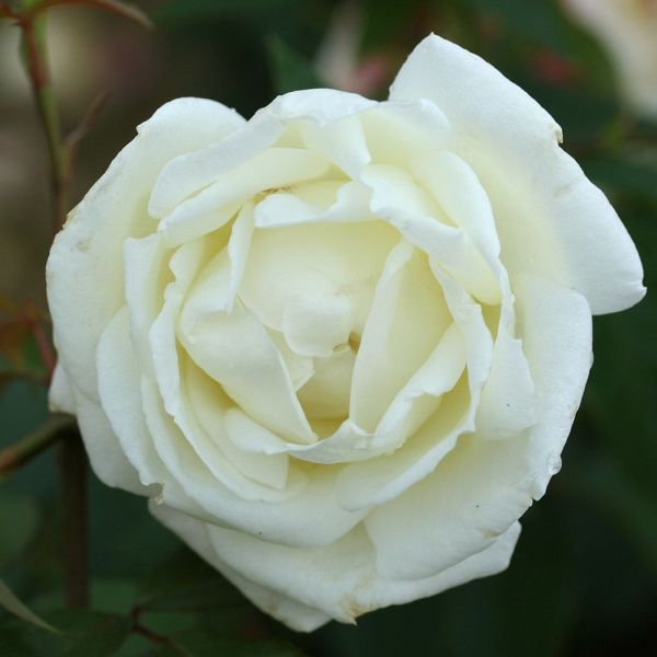 Rosa 'Silver Anniversary' - Bush Rose 4.5 Litre