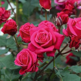 Rosa 'Timeless Charisma' - Bush Rose 4.5 Litre
