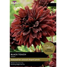 Dahlia Black Touch - 2 Bulbs