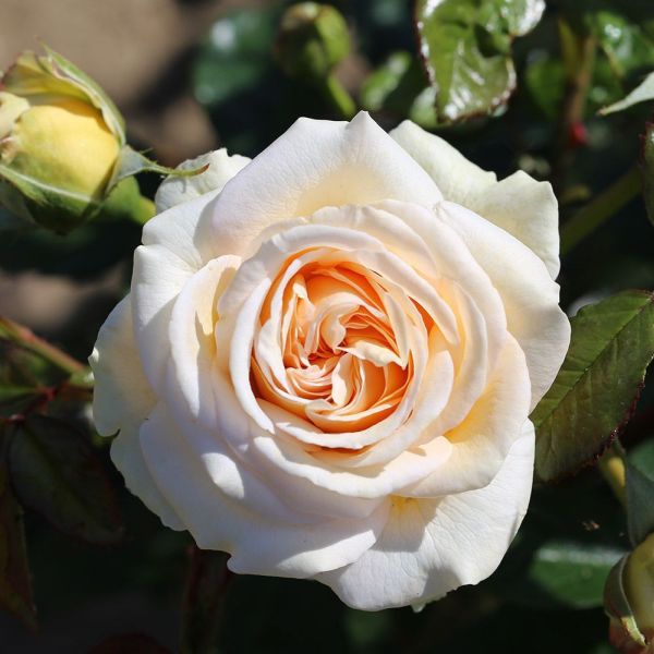 Rosa 'Timeless Cream' - Bush Rose 4.5 litre