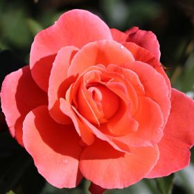 Rosa 'Happy Anniversary' - Bush Rose  4.5 Litre