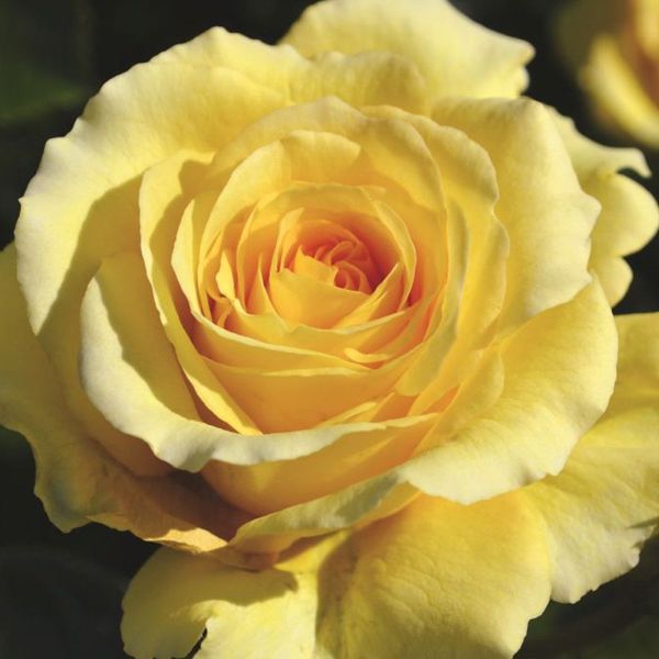 Rosa 'Sommergold' - Climbing Rose 4 Litre