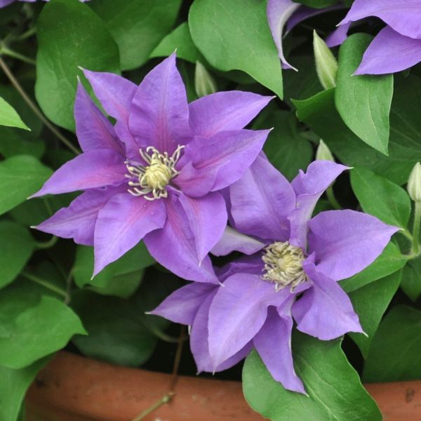 Clematis Olympia 3 litre
