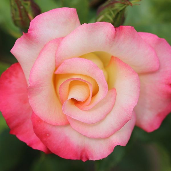 Rosa 'Birthday Girl' - Bush Rose 4.5 Litre