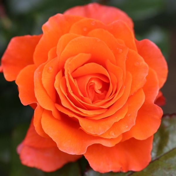  Rosa 'For You With Love' - Bush Rose 4.5 Litre