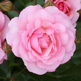 Rosa 'Happy Retirement' - Bush Rose  4.5 Litre