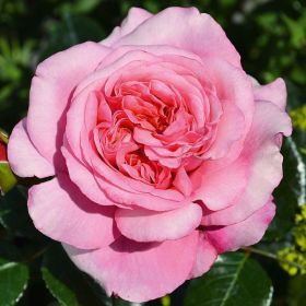 Rosa 'Timeless Pink' - Bush Rose 4.5 Litre