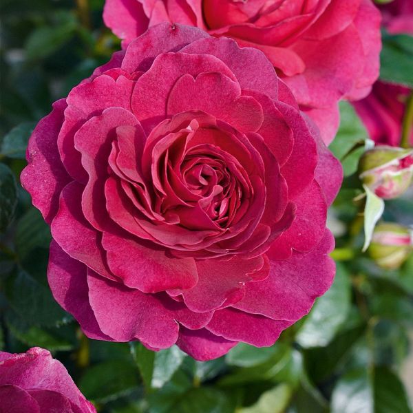 Rosa 'Timeless Purple' - Bush Rose 4.5 Litre