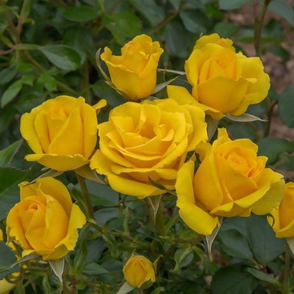 Rosa 'Grandma's Rose' - Bush Rose 4.5 Litre