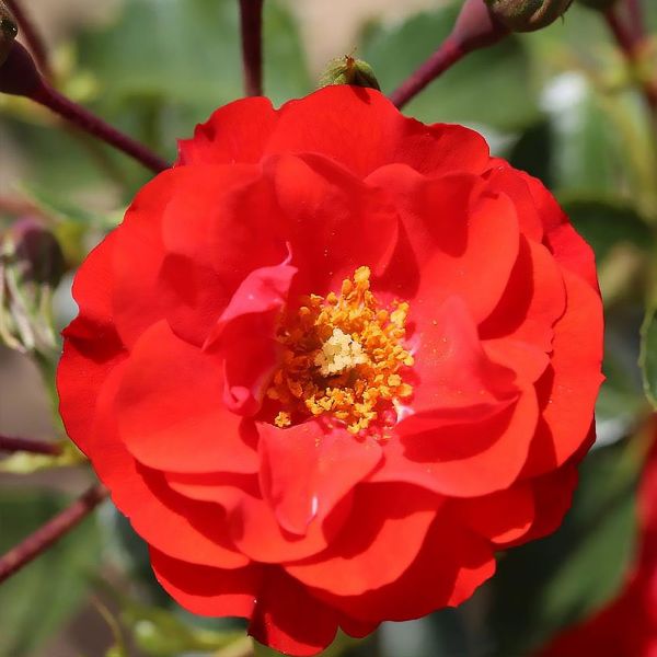 Rosa 'Grandpa's Rose' - Bush Rose 4.5 Litre