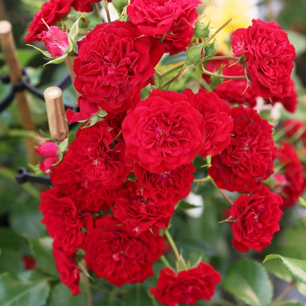 Rosa 'Siluetta Crimson' - Climbing Rose 4 Litre