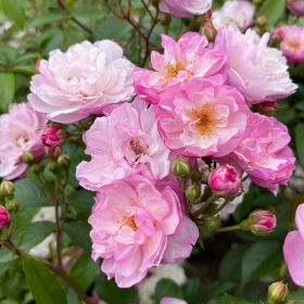 Rosa 'Siluetta Lavender Rose' - Climbing Rose 4 Litre