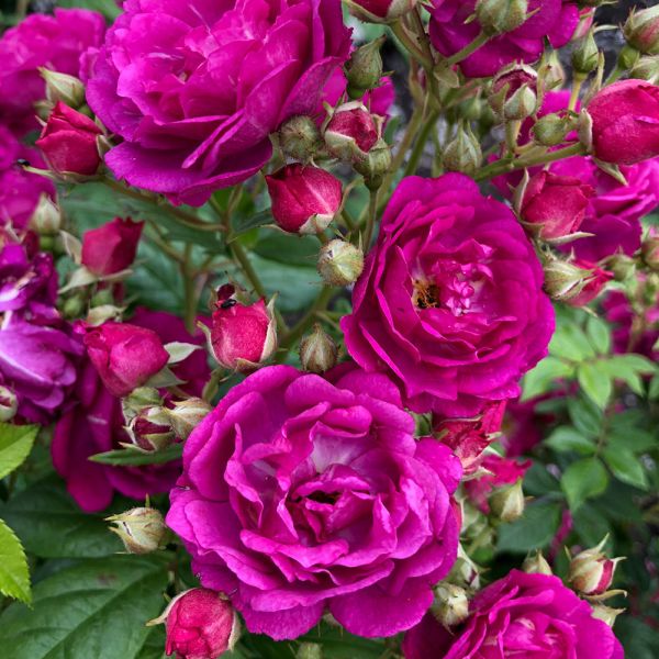 Rosa 'Siluetta Purple' - Climbing Rose 4 Litre