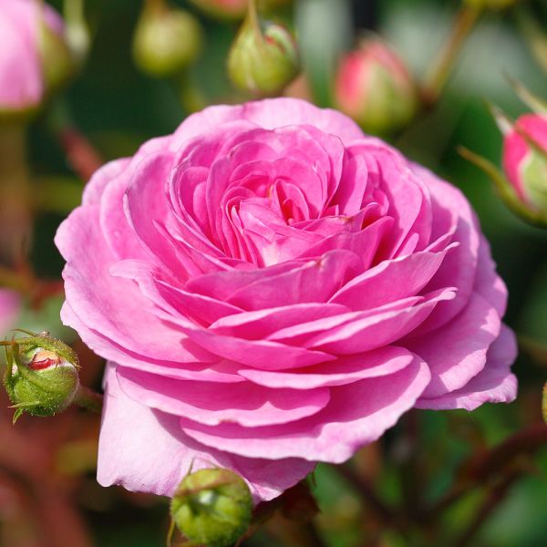 Rosa 'Ozeana' - Bush Rose 4 Litre