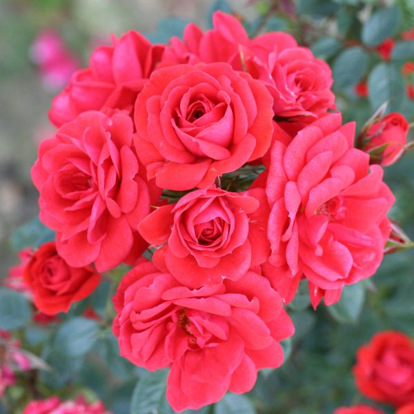 Rosa 'Birthday Wishes' - Bush Rose 4.5 Litre