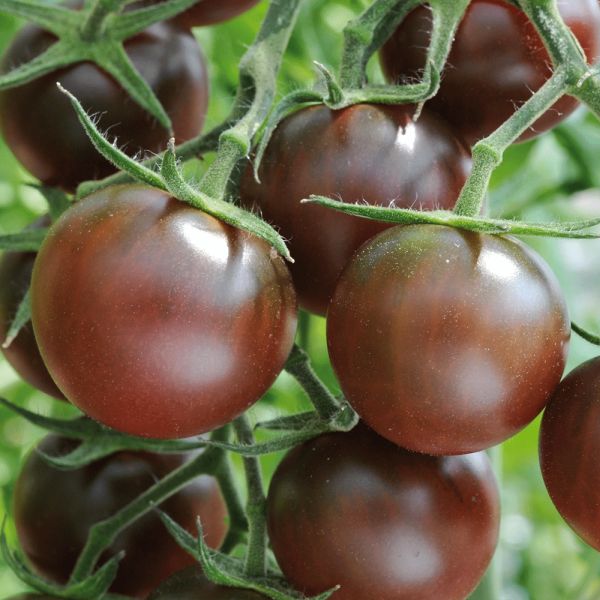  Really Tasty Tomato Chocolate Cherry 11cm red