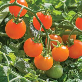 Tomato Sungold Supersweet 11cm Red