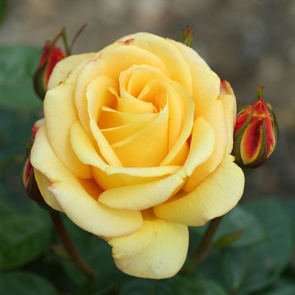 Rosa 'Arthur Bell' - Bush Rose 3 Litre | Bush Roses | Squire's Garden ...