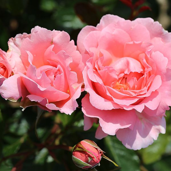 Rosa 'English Miss' - Bush Rose 3 Litre