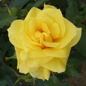 Rosa 'Korresia' - Bush Rose 3 Litre
