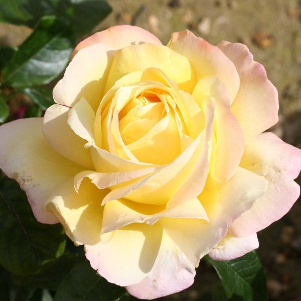 Rosa 'Peace' Bush Rose 3 Litre