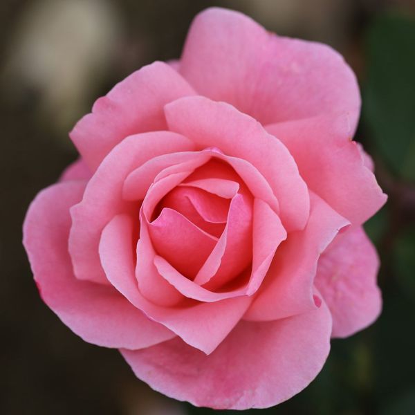 Rosa 'Queen Elizabeth' - Bush Rose 3 Litre
