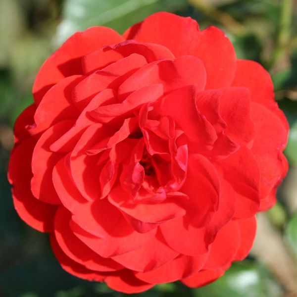 Rosa 'Trumpeter' Bush Rose 3 Litre