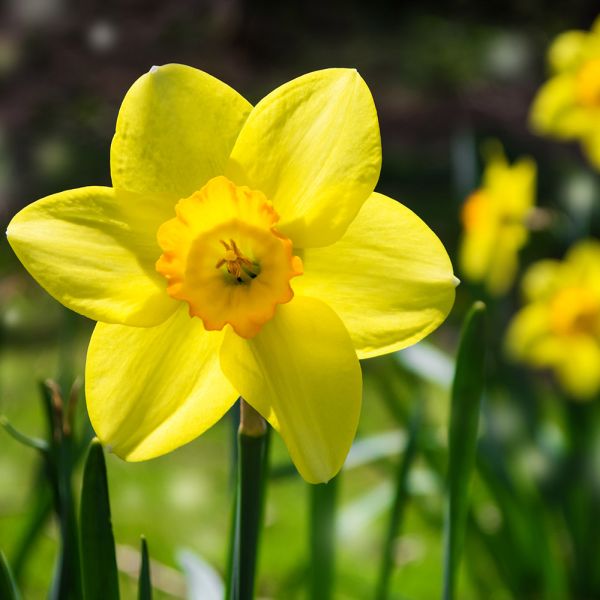 Planted Daffodil Pot 27cm | Pot Bedding | Squire's Garden Centres