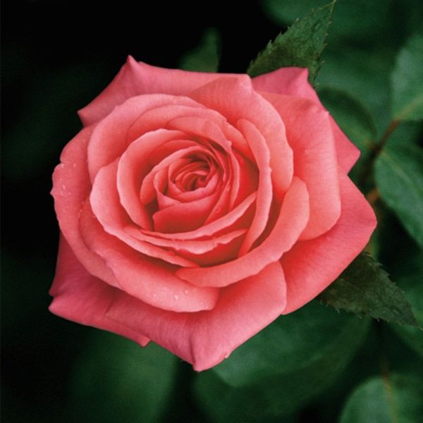 Rosa 'Showtime' - Bush Rose 3 Litre
