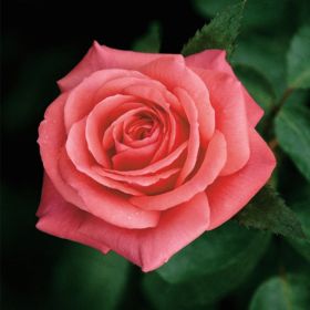 Rosa 'Showtime' - Bush Rose 3 Litre