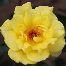 Rosa 'Golden Showers' - Climbing Rose 4 Litre
