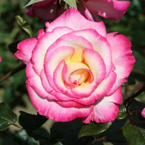Rosa 'Handel' - Climbing Rose 4 Litre