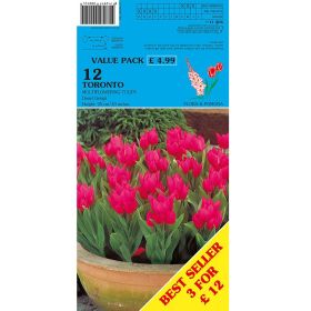 Tulips Toronto - 12 Bulbs