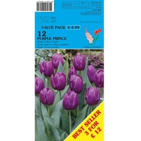 Tulips Purple Prince - 12 Bulbs