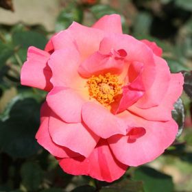 Rosa 'Galway Bay' Climbing Rose 4 Litre